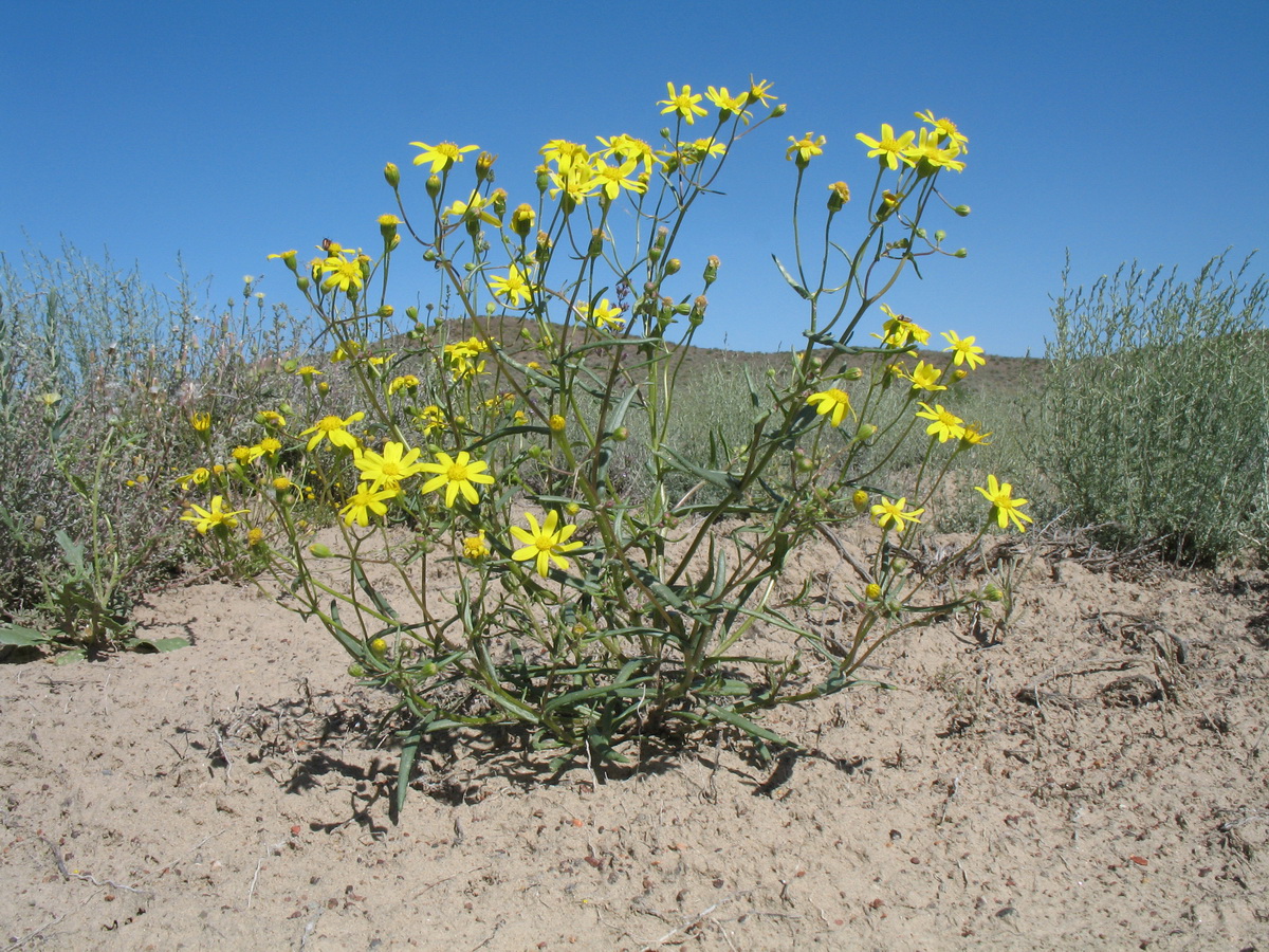 Image of Senecio subdentatus specimen.