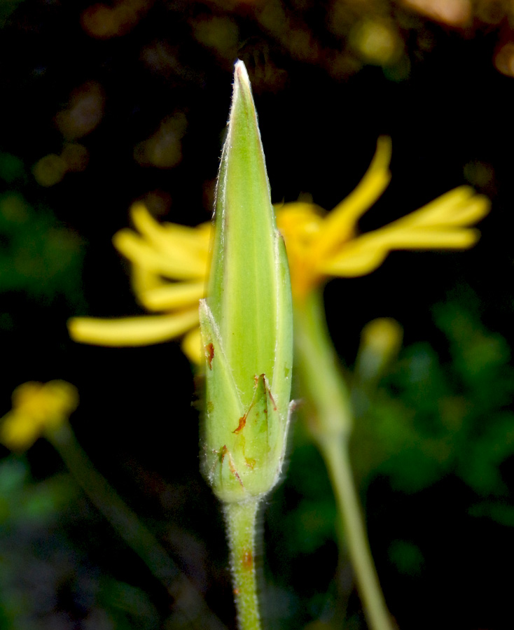 Изображение особи Scorzonera stricta.