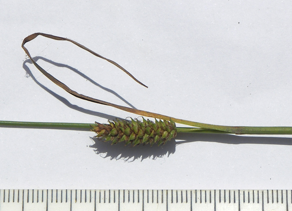 Image of Carex diluta specimen.