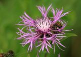 Centaurea phrygia. Соцветие c клопом-травником. Костромская обл., окраина г. Кострома, долина р. Солонка. 21.07.2016.