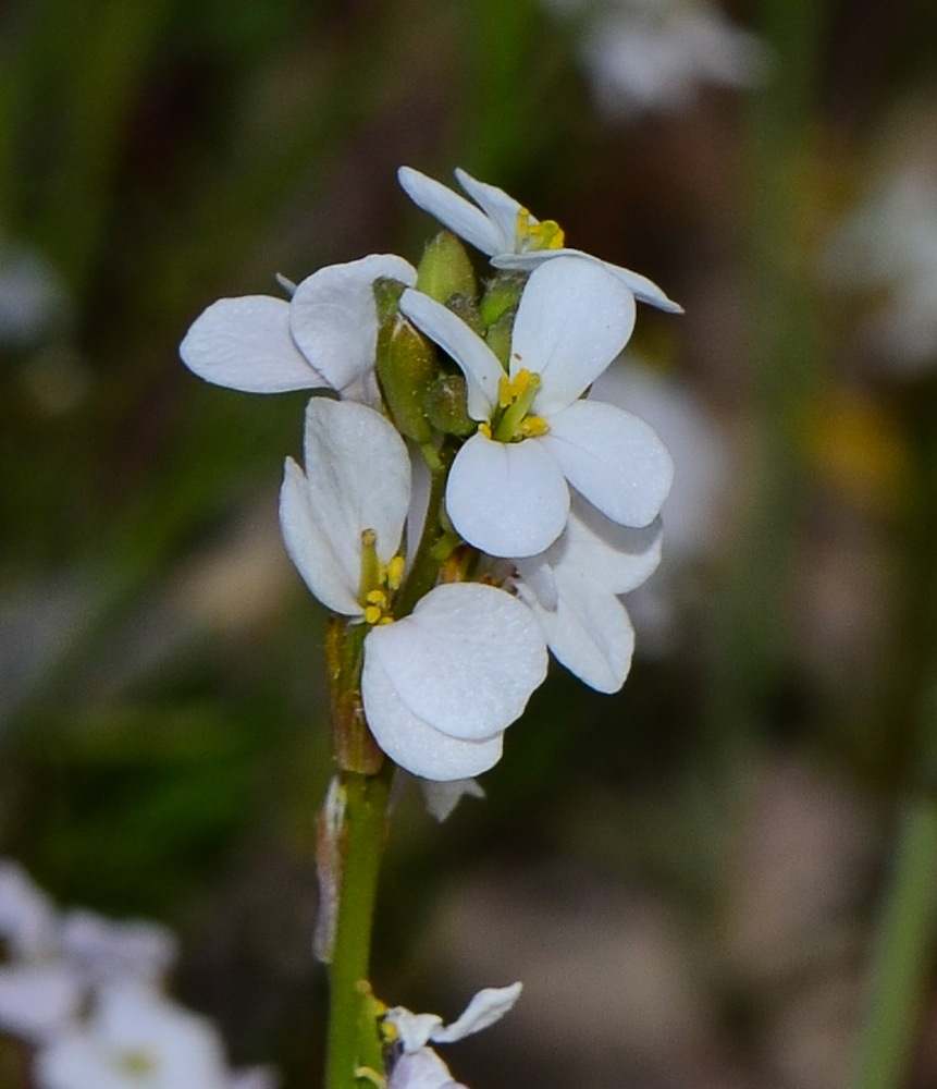 Изображение особи Erucaria rostrata.