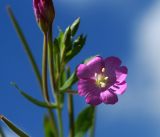 Epilobium hirsutum