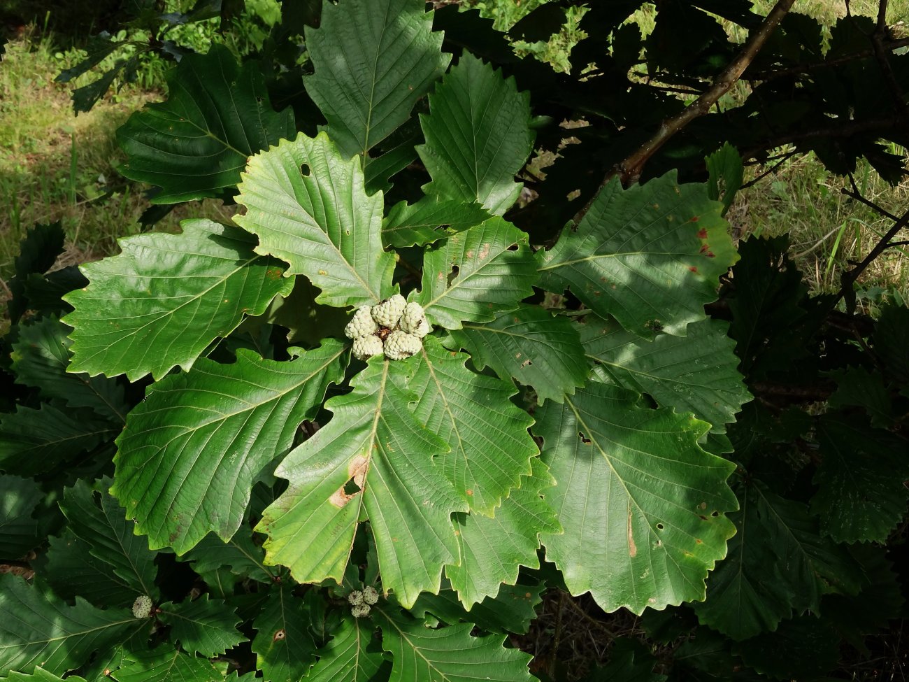 Изображение особи Quercus mongolica.