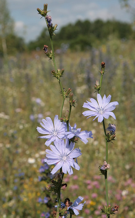 Image of Cichorium intybus specimen.