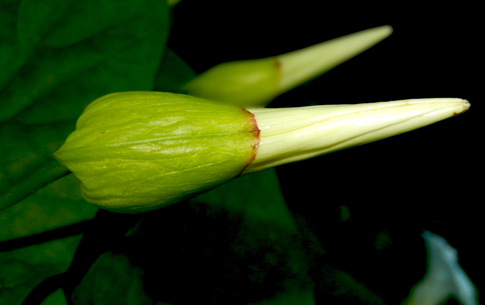 Image of Calystegia silvatica specimen.