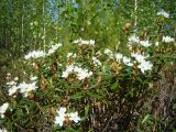 Ledum palustre