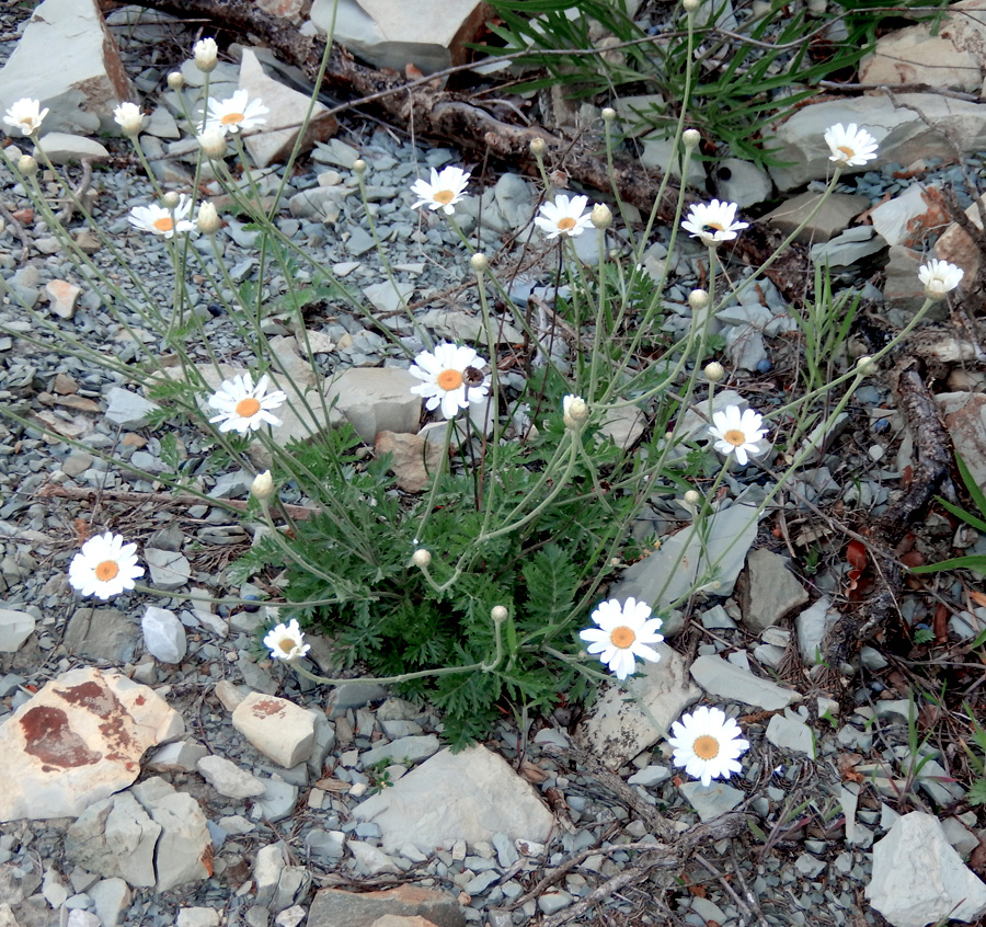 Изображение особи Pyrethrum poteriifolium.