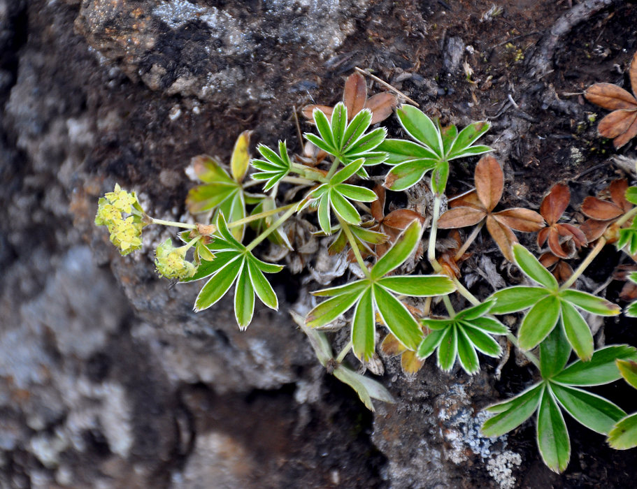 Изображение особи Alchemilla alpina.