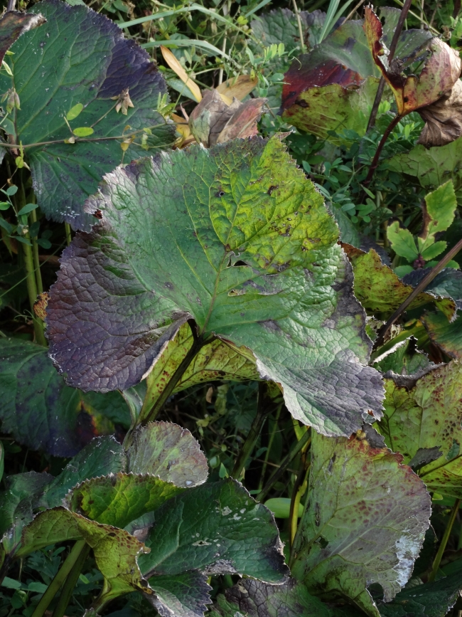 Image of Ligularia fischeri specimen.