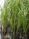 Glyceria maxima. Растения в воде у берега водоёма. Санкт-Петербург, берег Шуваловского карьера. 11.07.2009.