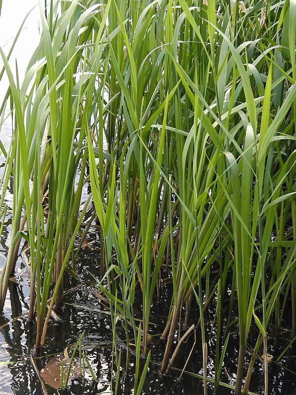 Image of Glyceria maxima specimen.