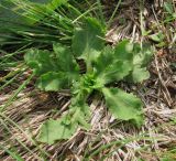 Eryngium campestre