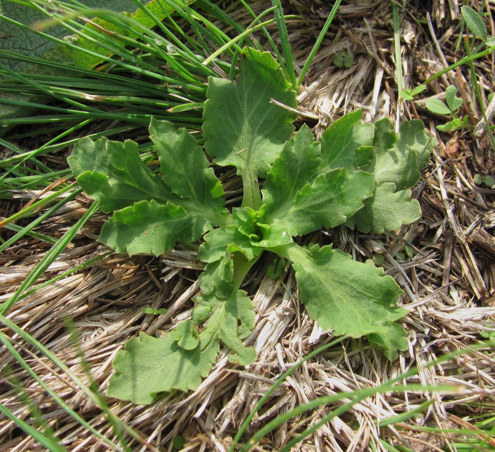 Image of Eryngium campestre specimen.