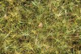 Aegilops biuncialis