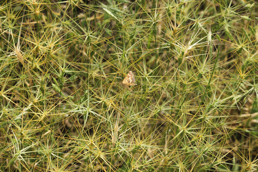 Изображение особи Aegilops biuncialis.