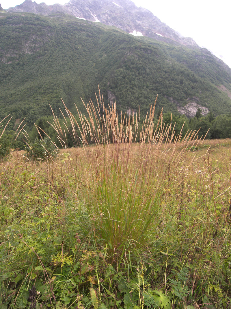 Изображение особи Calamagrostis teberdensis.