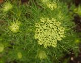 Daucus sativus. Раскрывающееся центральное и пазушные соцветия (вид сверху). Восточный Казахстан, Уланский р-н, с. Украинка, дачный участок. 21.06.2016.