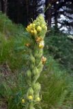 Verbascum thapsus. Соцветие с цветками и бутонами. Свердловская обл., окр. г. Североуральск, р-н скал Грюнвальдта, травянистый сосново-еловый склон. 06.07.2016.