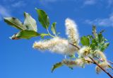 Salix caprea