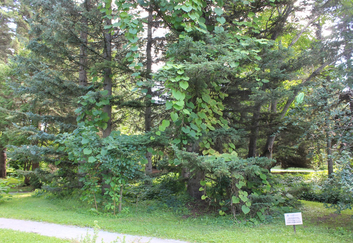 Image of Aristolochia manshuriensis specimen.