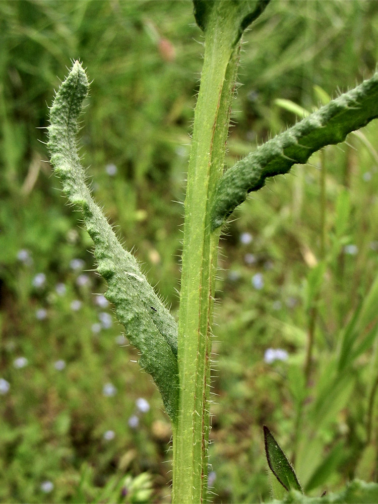 Image of Lycopsis arvensis specimen.