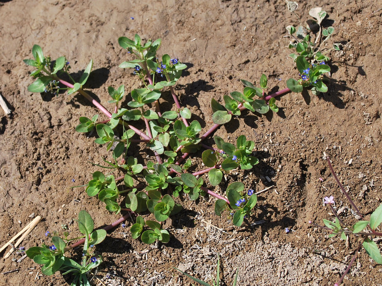 Image of Veronica beccabunga ssp. muscosa specimen.