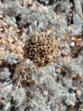 genus Allium