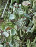 genus Cladonia