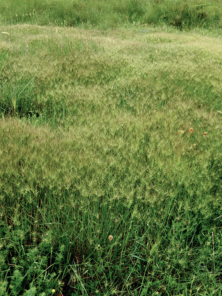 Изображение особи Aegilops biuncialis.