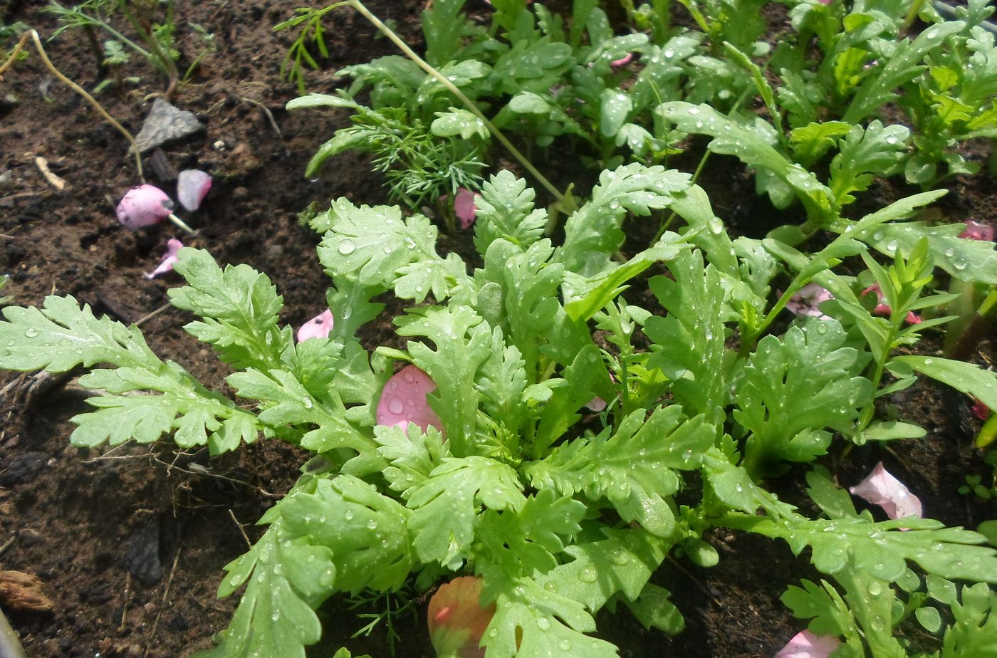 Image of Glebionis coronaria specimen.