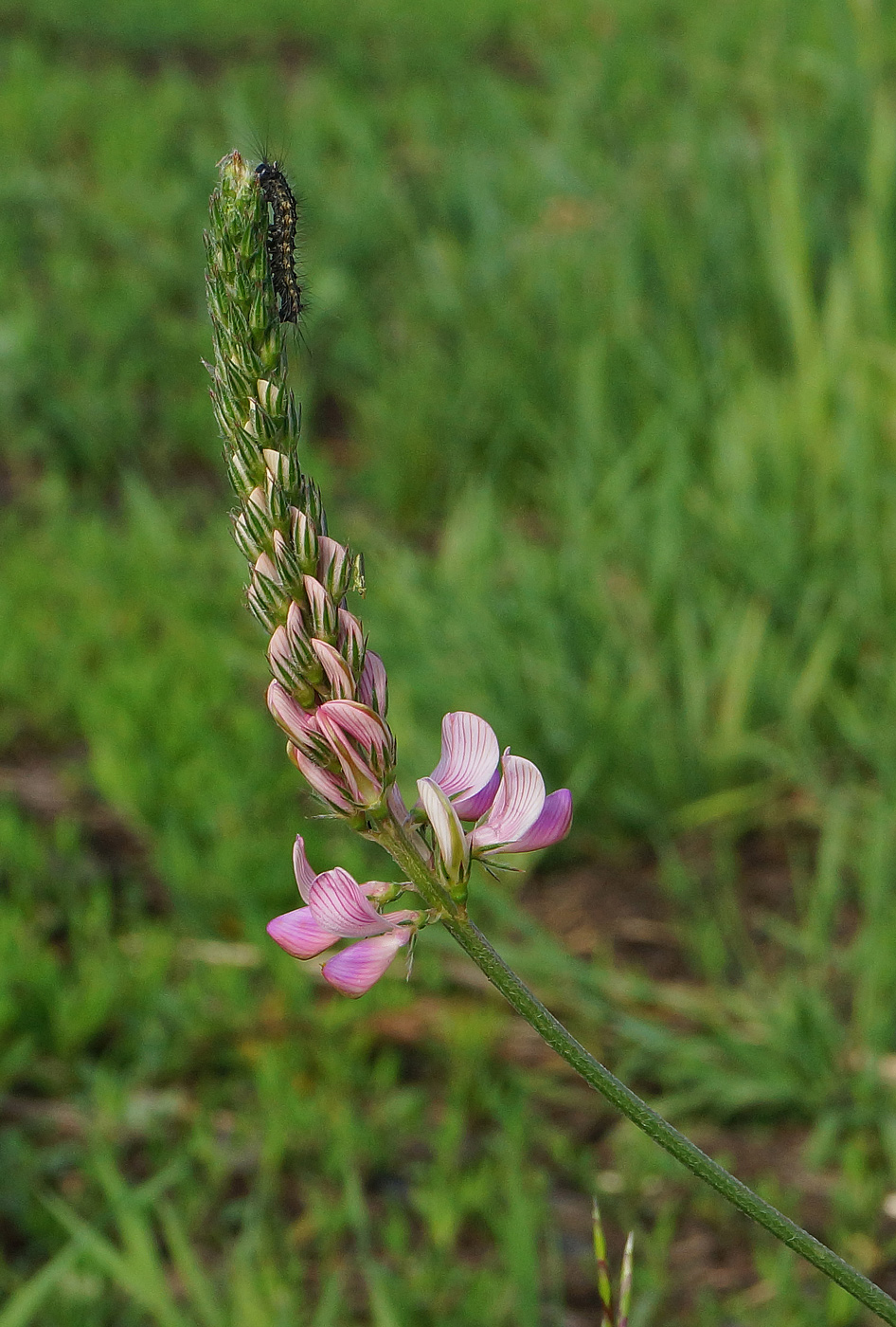 Image of Onobrychis viciifolia specimen.