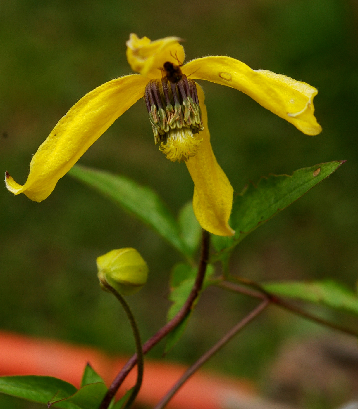 Image of Clematis tangutica specimen.