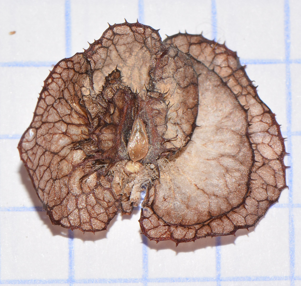 Image of Rumex cyprius specimen.