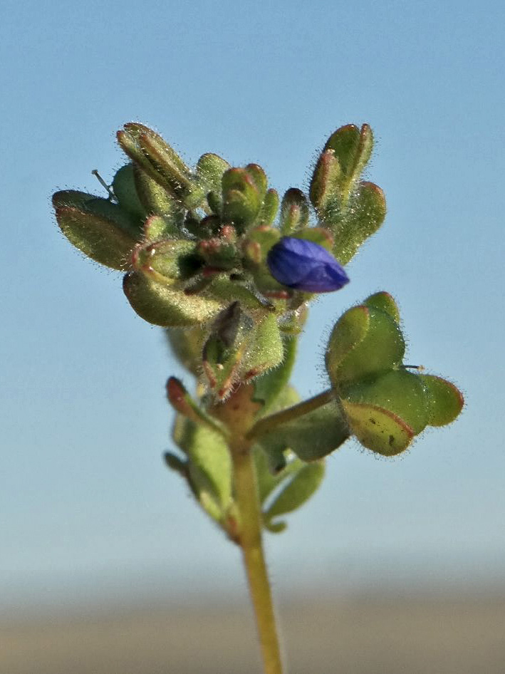 Изображение особи Veronica triphyllos.