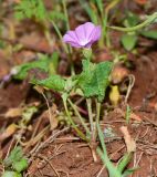 Convolvulus coelesyriacus