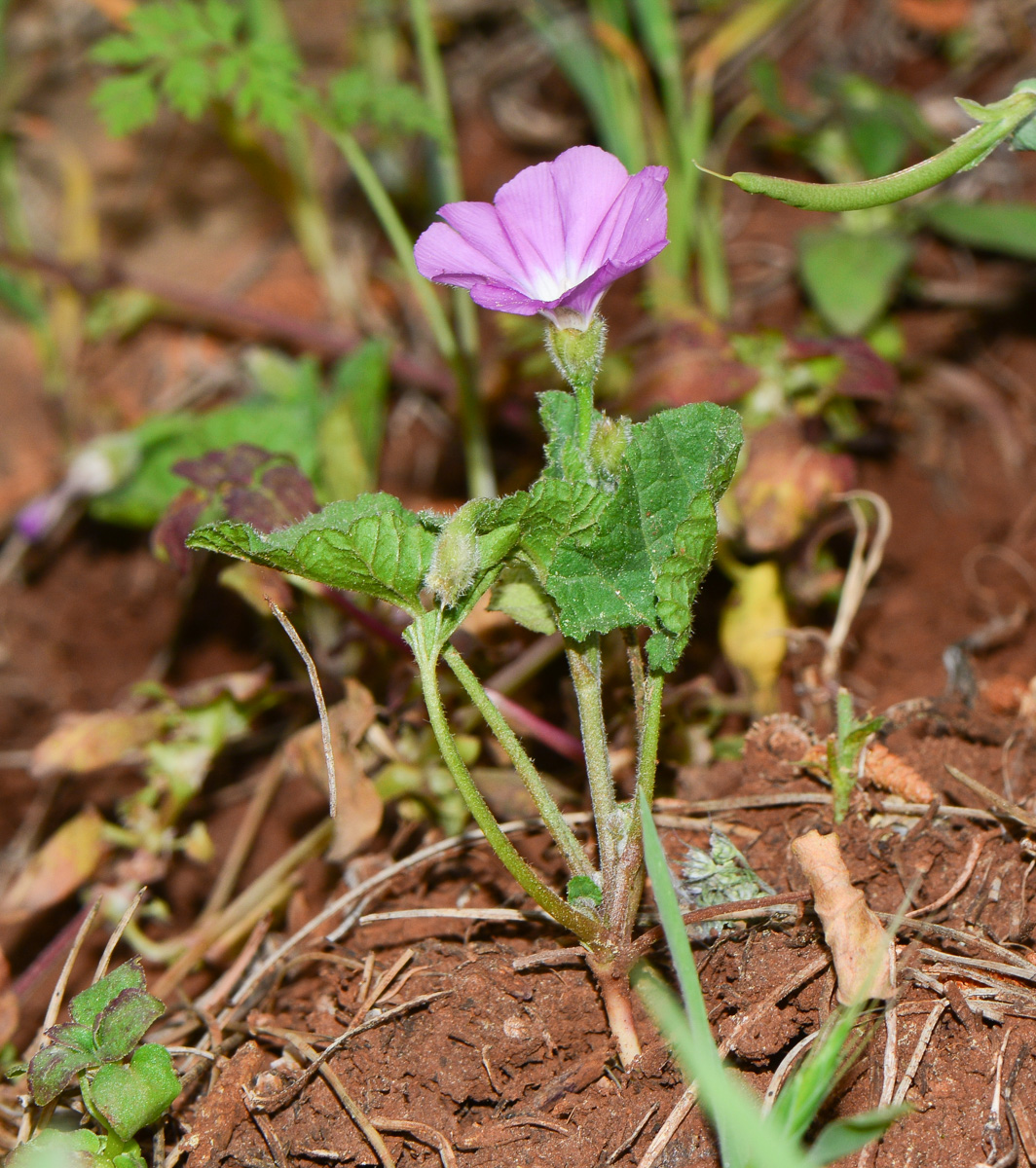 Image of Convolvulus coelesyriacus specimen.
