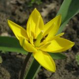 Tulipa dasystemon