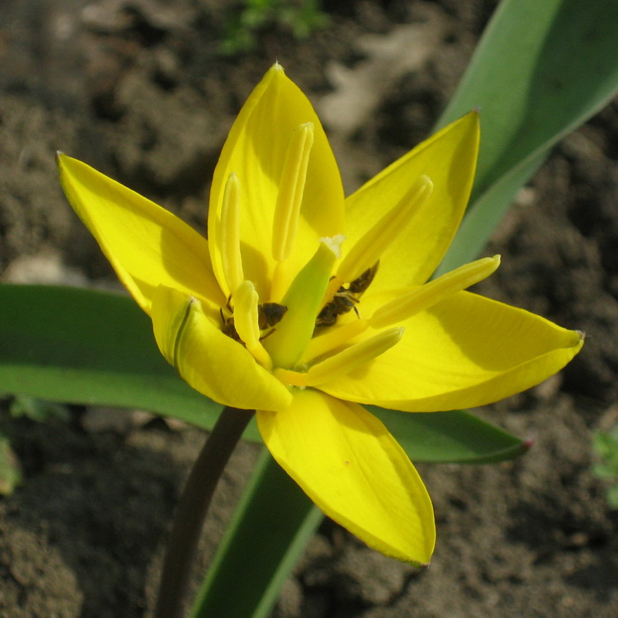 Image of Tulipa dasystemon specimen.