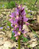 Dactylorhiza romana subspecies georgica