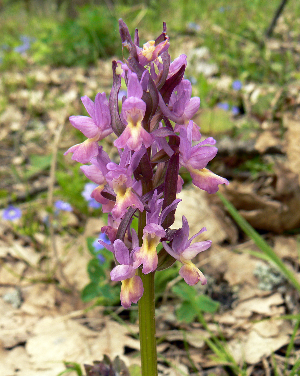 Изображение особи Dactylorhiza romana ssp. georgica.