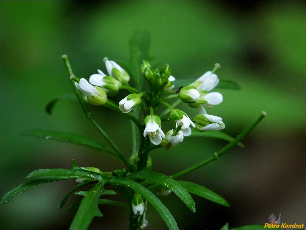 Изображение особи Cardamine impatiens.