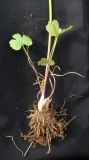 Ranunculus auricomus