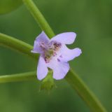 Glechoma hederacea. Цветок. Ростовская обл., Неклиновский р-н, Фёдоровское с/п, у дороги на опушке леса. 29.05.2017.