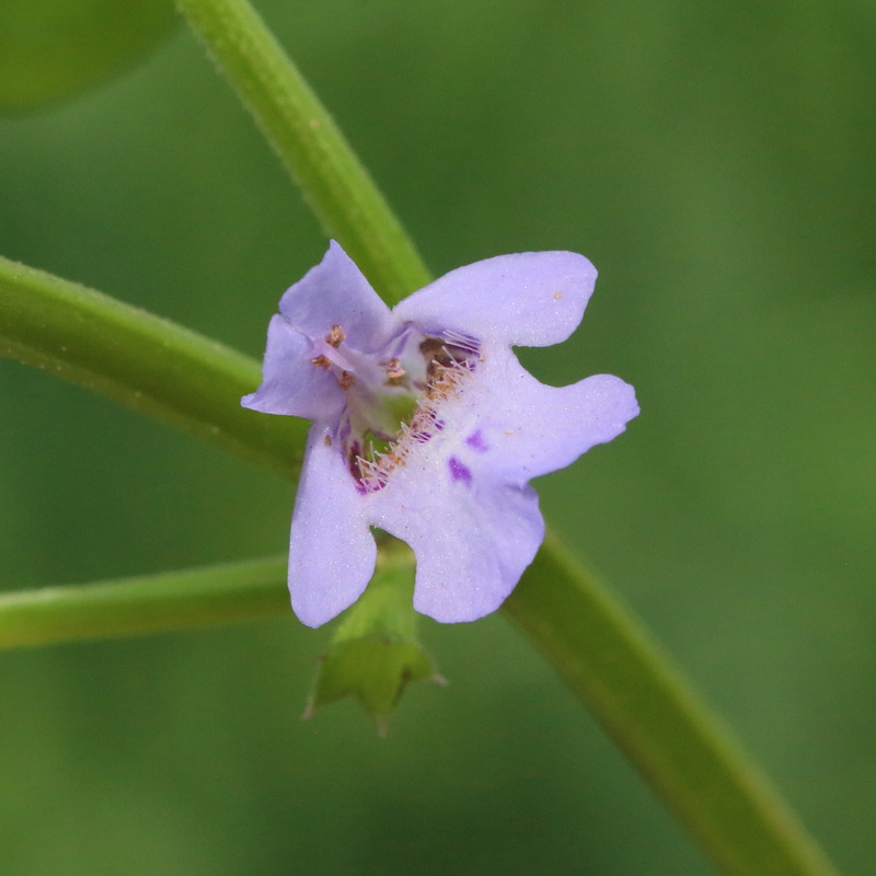 Изображение особи Glechoma hederacea.