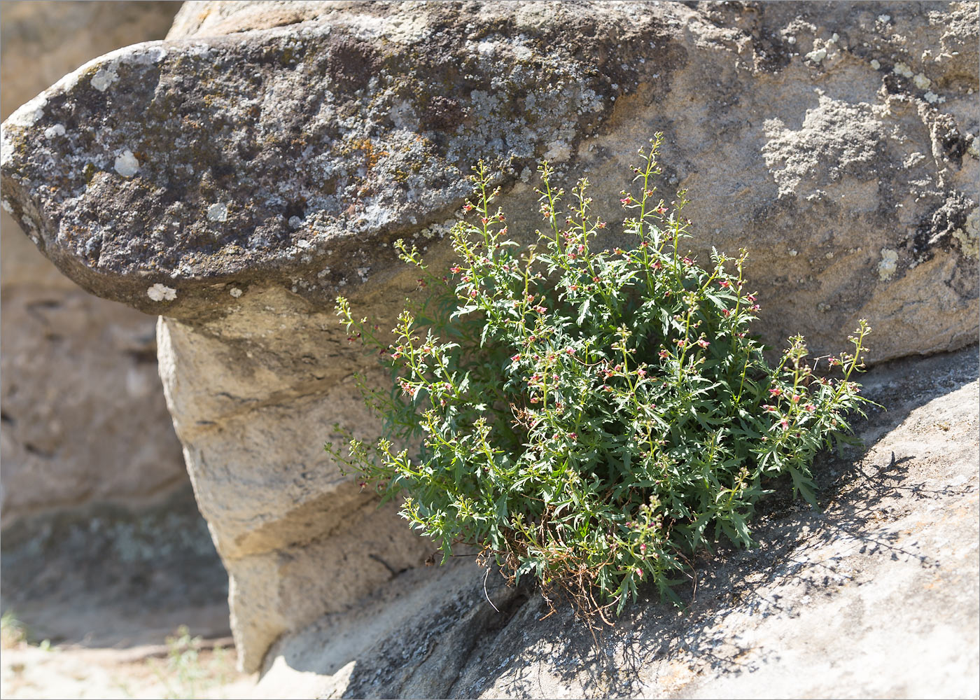 Image of Scrophularia variegata specimen.