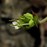 Moehringia trinervia