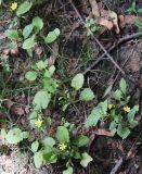 Lapsana communis