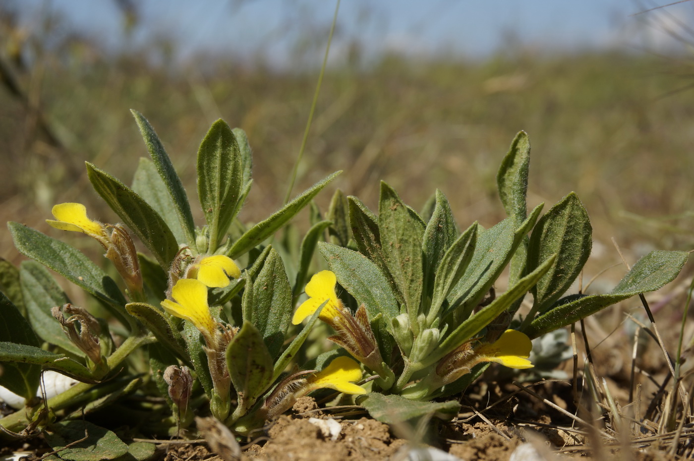 Изображение особи Ajuga salicifolia.