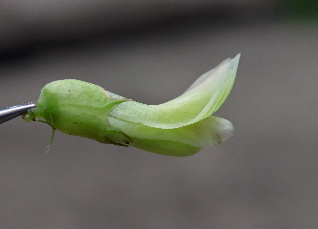 Image of Astragalus glycyphyllos specimen.