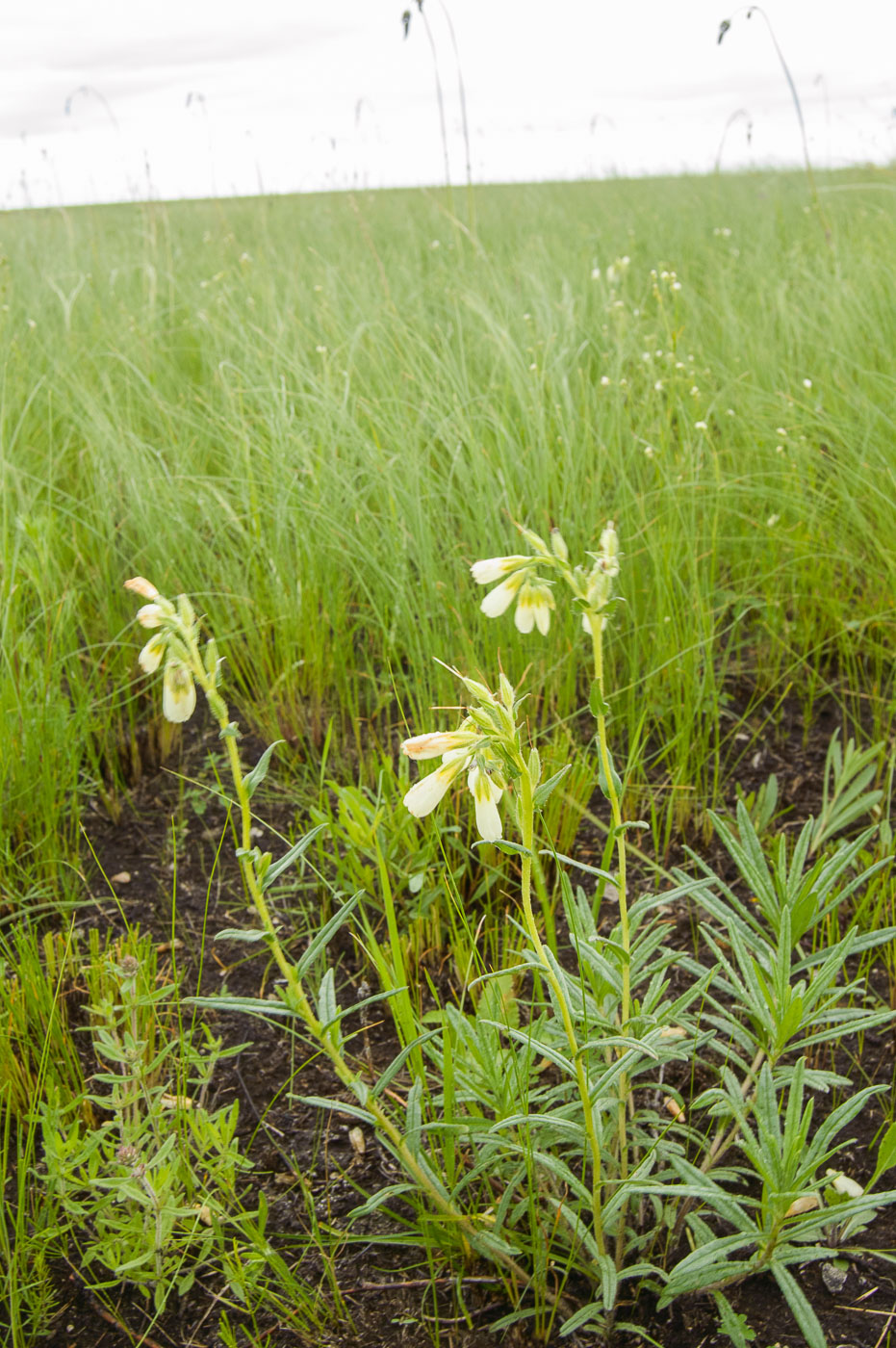 Image of Onosma simplicissima specimen.